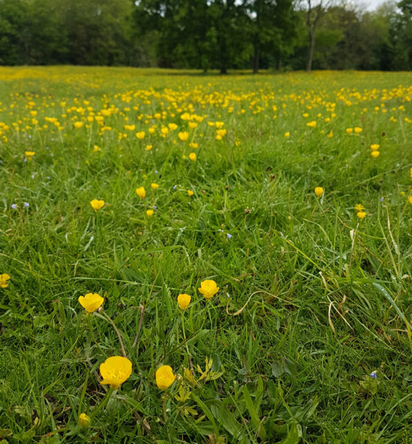 Grass Cutting on Hell Wath