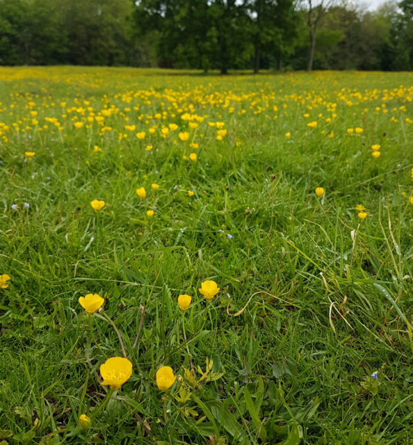 Grassland Restoration