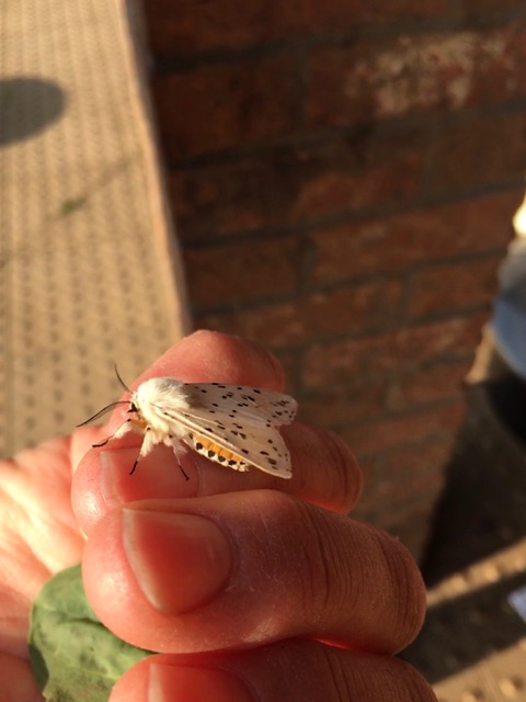 Moth Trapping News
