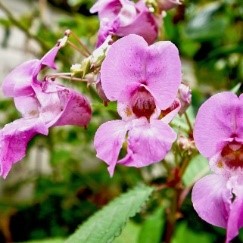 Why Bash Himalayan Balsam?