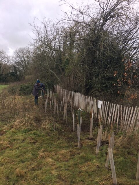 Successful Tree & Hedge Planting