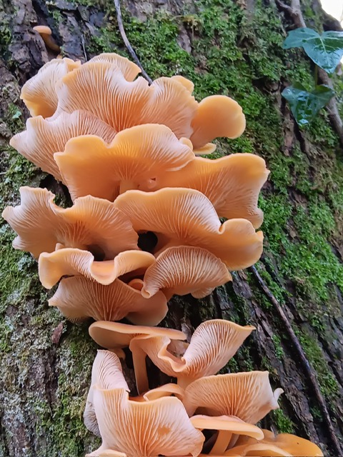 Fungi Finds