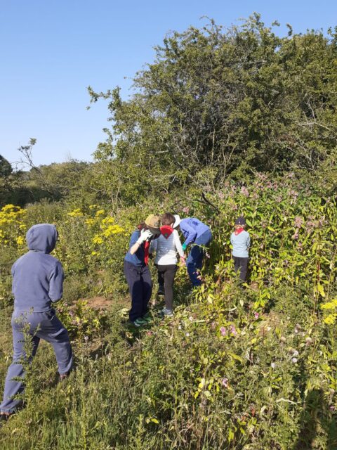 Fighting Back Against Himalayan Balsam